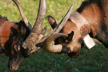 ProLoco - Bataja dij crave